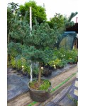 Сосна мелкоцветковая Негиши | Сосна дрібноквіткова Негіші | Pinus parviflora Negishi